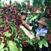 Xuất khẩu cà phê Việt Nam lập kỷ lục mới về kim ngạch