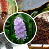 Tăng cường quản lý loài ngoại lai xâm hại, xây dựng hệ sinh thái an toàn và bền vững