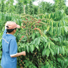 2022 coffee exports may hit record