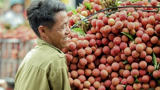Vải thiều Bắc Ninh, Hải Phòng bứt phá trên thị trường nông sản toàn cầu   