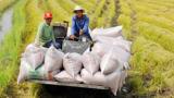 Xuất khẩu gạo tăng trưởng mạnh, nhưng thương hiệu vẫn còn “mờ nhạt”