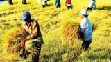 Sản xuất nông nghiệp biến động do ảnh hưởng của bão Yagi