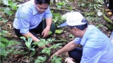 Phê duyệt Đề án phát triển công nghiệp dược liệu tại tỉnh Quảng Nam với Sâm Ngọc Linh là cây chủ lực