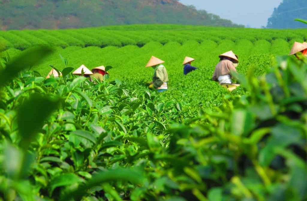 Sau sáp nhập, Thái Nguyên chi hơn 500 tỷ đồng hỗ trợ, thúc đẩy ngành chè 