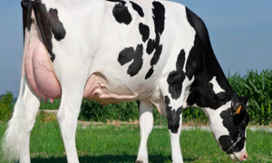 Giống bò #1 Net Merit Cow