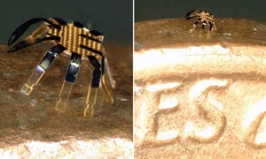 Con robot nhỏ bé đủ nhỏ để đứng trên mép của một đồng xu. Ảnh: John Rogers / Đại học Northwestern