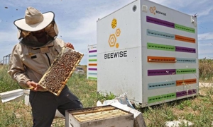 Xây dựng tổ ong công nghệ Beehome nhằm giải cứu ong khỏi tác động tiêu cực