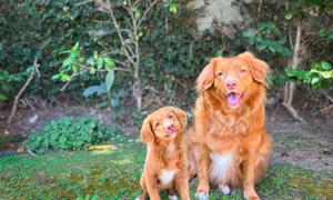 Bức ảnh “khi xưa ta bé” của một trong số những chú cún được Helwege photoshop và đăng tải trên Instagram