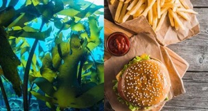 Thức ăn nhanh sẽ đóng gói trong rong biển, (Ảnh: Internet)