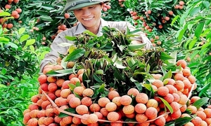 Quả vải của tỉnh Bắc Giang luôn phải đưa vào Thành phố Hồ Chí Minh để chiếu xạ làm cho chi phí, thời gian và giá thành đội lên.