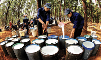 Giá cao su tiếp tục hồi phục và neo ở mức cao trong cuối năm, triển vọng nào cho cổ phiếu "vàng trắng"? 