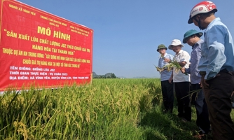 Thanh Hoa targets premium rice exports to Japanese, EU and US markets