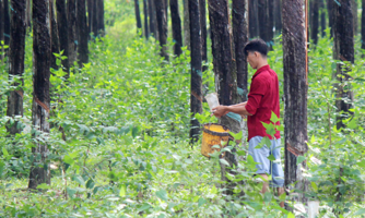 Cao su tiểu điền trước yêu cầu mới của EU: Cơ hội nâng cấp chuỗi cung ứng bền vững