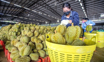 Trung Quốc siết kiểm dịch, xuất khẩu tại Lào Cai giảm sốc 
