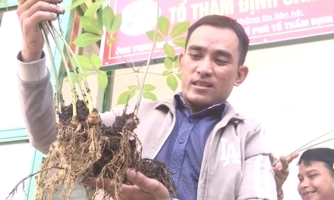 Hơn 2.000 lượt người đến tham quan, mua sắm tại Phiên chợ Sâm Ngọc Linh