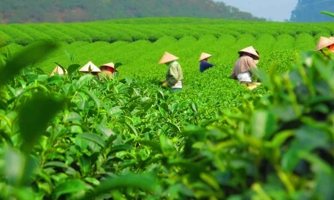 Sau sáp nhập, Thái Nguyên chi hơn 500 tỷ đồng hỗ trợ, thúc đẩy ngành chè 