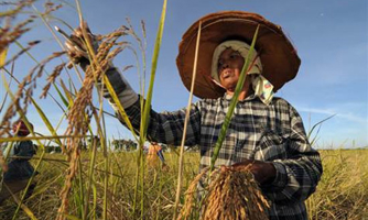 Thái Lan thừa nhận lỗ hàng tỷ USD vì tạm trữ lúa gạo