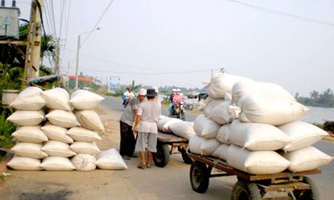 Giá lúa gạo tiếp tục đi xuống