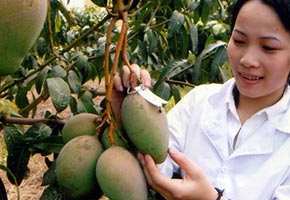 Xuất khẩu rau quả: Không điều chỉnh, khó đạt mục tiêu
