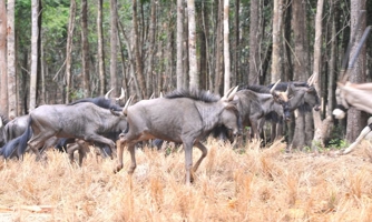 Cận cảnh Vinpearl Safari, vườn thú bán hoang dã đầu tiên tại Việt Nam