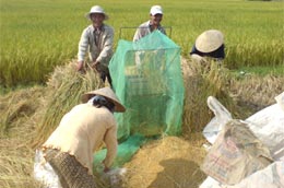 Xuất khẩu gạo: Bức xúc “quyền lực” dấu treo