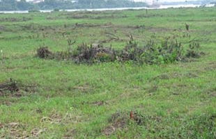 Chưa nên giám sát tối cao về kích cầu