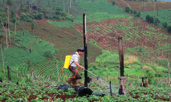 Rà soát quỹ đất nông lâm trường không thuộc diện sắp xếp lại