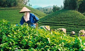 Xuất khẩu chè giảm cả lượng và trị giá