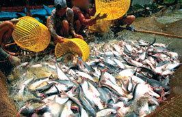 WWF Việt Nam sẽ tham gia giải quyết vấn đề cá tra 