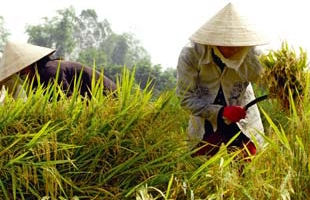 “Ngừng ký hợp đồng xuất khẩu còn nguy hại hơn ngừng xuất khẩu!”