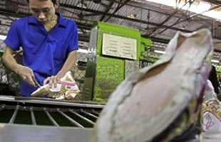 Giày da Việt gặp "hạn" ở Brazil?