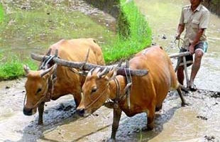 Ngân sách Nhà nước 2009: Tăng chi cho an sinh xã hội, nông nghiệp, nông thôn
