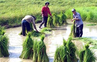 Đất lúa bị chuyển đổi có thể tiếp tục tăng