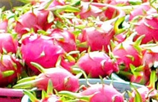 Mỹ tạm ngừng nhập khẩu thanh long Việt Nam