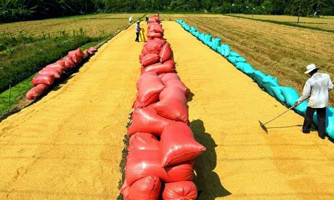 Xây dựng thương hiệu gạo quốc gia bằng cách nào?