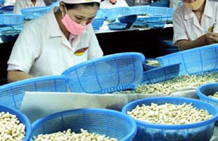 Xuất khẩu điều “vấp” khủng hoảng tài chính