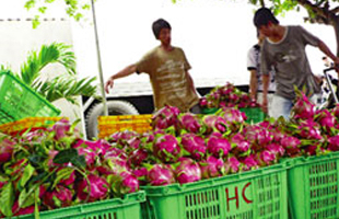 Thanh long đi Mỹ đứt gánh giữa đường