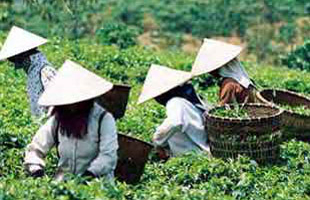 Giá chè xuất khẩu của Việt Nam chỉ bằng 50% thế giới