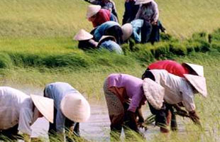 Tiền thu hồi đất lúa có thể gấp đôi giá đất thổ cư