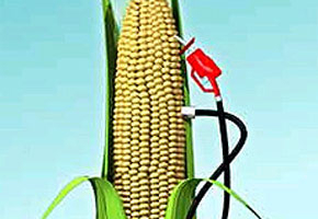 Nguội dần cơn sốt năng lượng ethanol