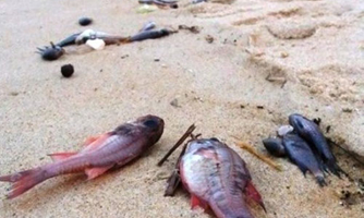 “Cá chết do độc tố, nhưng chưa biết từ đâu”