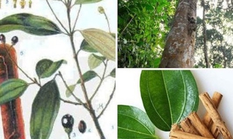 Người Dao "bóc tiền" từ cây quế