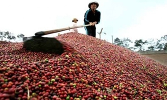Xuất khẩu cà phê về đích sớm  