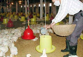 “Thức ăn chăn nuôi mất cân đối cung - cầu trầm trọng”