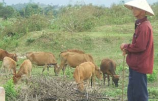 Chăn nuôi còn nhiều nghịch lý