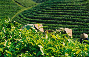 Khối lượng chè xuất khẩu tăng 19% trong 7 tháng