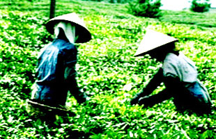 Giá chè xuất khẩu của Việt Nam được dự báo tăng