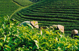 Xuất khẩu chè của Việt Nam đang tăng dần về “chất”