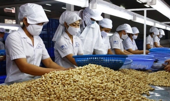 Xuất khẩu hạt điều lượng tăng, kim ngạch giảm
