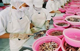 Cá tra gặp khó vì khủng hoảng tài chính